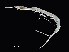  (Rhabdosoma - NBCHyAmp-211)  @11 [ ] CreativeCommons Attribution-NonCommercial-ShareAlike (2023) Naturalis Biodiversity Center Unspecified