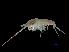  (Scina curilensis - NBCHyAmp-214)  @11 [ ] CreativeCommons Attribution-NonCommercial-ShareAlike (2023) Naturalis Biodiversity Center Unspecified