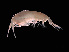  (Scina spinosa - NBCHyAmp-216)  @11 [ ] CreativeCommons Attribution-NonCommercial-ShareAlike (2023) Naturalis Biodiversity Center Unspecified