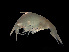  ( - NBCHyAmp-217)  @11 [ ] CreativeCommons Attribution-NonCommercial-ShareAlike (2023) Naturalis Biodiversity Center Unspecified