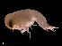  (Lycaeidae - NBCHyAmp-222)  @11 [ ] CreativeCommons Attribution-NonCommercial-ShareAlike (2023) Naturalis Biodiversity Center Unspecified