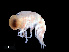  ( - NBCHyAmp-223)  @11 [ ] CreativeCommons Attribution-NonCommercial-ShareAlike (2023) Naturalis Biodiversity Center Unspecified