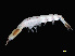  (Streetsia - NBCHyAmp-226)  @11 [ ] CreativeCommons Attribution-NonCommercial-ShareAlike (2023) Naturalis Biodiversity Center Unspecified