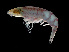  (Streetsia porcella - NBCHyAmp-227)  @11 [ ] CreativeCommons Attribution-NonCommercial-ShareAlike (2023) Naturalis Biodiversity Center Unspecified