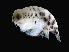  (Tetrathyrus - NBCHyAmp-230)  @11 [ ] CreativeCommons Attribution-NonCommercial-ShareAlike (2023) Naturalis Biodiversity Center Unspecified