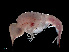  (Tullbergella - NBCHyAmp-245)  @11 [ ] CreativeCommons Attribution-NonCommercial-ShareAlike (2023) Naturalis Biodiversity Center Unspecified