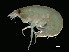  ( - NBCHyAmp-246)  @11 [ ] CreativeCommons Attribution-NonCommercial-ShareAlike (2023) Naturalis Biodiversity Center Unspecified