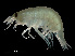  ( - NBCHyAmp-247)  @11 [ ] CreativeCommons Attribution-NonCommercial-ShareAlike (2023) Naturalis Biodiversity Center Unspecified