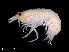  ( - NBCHyAmp-248)  @11 [ ] CreativeCommons Attribution-NonCommercial-ShareAlike (2023) Naturalis Biodiversity Center Unspecified