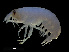  ( - NBCHyAmp-249)  @11 [ ] CreativeCommons Attribution-NonCommercial-ShareAlike (2023) Naturalis Biodiversity Center Unspecified