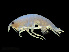  ( - NBCHyAmp-250)  @11 [ ] CreativeCommons Attribution-NonCommercial-ShareAlike (2023) Naturalis Biodiversity Center Unspecified