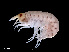  ( - NBCHyAmp-253)  @11 [ ] CreativeCommons Attribution-NonCommercial-ShareAlike (2023) Naturalis Biodiversity Center Unspecified
