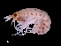 (Vibilia armata - NBCHyAmp-254)  @11 [ ] CreativeCommons Attribution-NonCommercial-ShareAlike (2023) Naturalis Biodiversity Center Unspecified