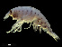  ( - NBCHyAmp-255)  @11 [ ] CreativeCommons Attribution-NonCommercial-ShareAlike (2023) Naturalis Biodiversity Center Unspecified