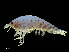 ( - NBCHyAmp-256)  @11 [ ] CreativeCommons Attribution-NonCommercial-ShareAlike (2023) Naturalis Biodiversity Center Unspecified