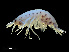  ( - NBCHyAmp-258)  @11 [ ] CreativeCommons Attribution-NonCommercial-ShareAlike (2023) Naturalis Biodiversity Center Unspecified