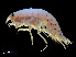  ( - NBCHyAmp-259)  @11 [ ] CreativeCommons Attribution-NonCommercial-ShareAlike (2023) Naturalis Biodiversity Center Unspecified