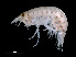  ( - NBCHyAmp-260)  @11 [ ] CreativeCommons Attribution-NonCommercial-ShareAlike (2023) Naturalis Biodiversity Center Unspecified