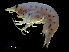  ( - NBCHyAmp-264)  @11 [ ] CreativeCommons Attribution-NonCommercial-ShareAlike (2023) Naturalis Biodiversity Center Unspecified