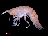  ( - NBCHyAmp-265)  @11 [ ] CreativeCommons Attribution-NonCommercial-ShareAlike (2023) Naturalis Biodiversity Center Unspecified