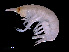  ( - NBCHyAmp-266)  @11 [ ] CreativeCommons Attribution-NonCommercial-ShareAlike (2023) Naturalis Biodiversity Center Unspecified