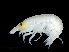  (Vibilia borealis - NBCHyAmp-267)  @11 [ ] CreativeCommons Attribution-NonCommercial-ShareAlike (2023) Naturalis Biodiversity Center Unspecified