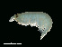  (Vibilia pyripes - NBCHyAmp-271)  @11 [ ] CreativeCommons Attribution-NonCommercial-ShareAlike (2023) Naturalis Biodiversity Center Unspecified