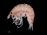  (Vibilia sp - NBCHyAmp-272)  @11 [ ] CreativeCommons Attribution-NonCommercial-ShareAlike (2023) Naturalis Biodiversity Center Unspecified
