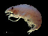  ( - NBCHyAmp-273)  @11 [ ] CreativeCommons Attribution-NonCommercial-ShareAlike (2023) Naturalis Biodiversity Center Unspecified