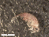  (Podocerus - HA04_AMP_I_0005.1.14_UBGD.295027)  @11 [ ] CreativeCommons - Attribution Share-Alike (2024) Unspecified Universite de Bourgogne, Biogeosciences