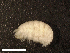  (Conicostomatidae - HA04_AMP_V_0121.4_UBGD.295081)  @11 [ ] CreativeCommons - Attribution Share-Alike (2024) Unspecified Universite de Bourgogne, Biogeosciences