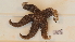  ( - HA04_AST_A_0125.3_UBGD.295088)  @11 [ ] CreativeCommons - Attribution Share-Alike (2024) Unspecified Universite de Bourgogne, Biogeosciences