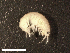  ( - HA04_AMP_X_0130.3.2_UBGD.295099)  @11 [ ] CreativeCommons - Attribution Share-Alike (2024) Unspecified Universite de Bourgogne, Biogeosciences