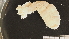  (Pentactella laevigata - HA04_HOL_E_0202.3.1 (ex_HOL_A)_UBGD.295159)  @11 [ ] CreativeCommons - Attribution Share-Alike (2024) Unspecified Universite de Bourgogne, Biogeosciences