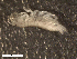  (Haplocheira - HA04_AMP_G_0213.2_UBGD.295181)  @11 [ ] CreativeCommons - Attribution Share-Alike (2024) Unspecified Universite de Bourgogne, Biogeosciences