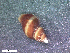  (Prosiphonidae - HA04_GAS_L_0110.16_UBGD.295271)  @11 [ ] CreativeCommons - Attribution Share-Alike (2024) Unspecified Universite de Bourgogne, Biogeosciences