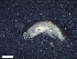  ( - HA04_AMP_G_0110.38_UBGD.295295)  @11 [ ] CreativeCommons - Attribution Share-Alike (2024) Unspecified Universite de Bourgogne, Biogeosciences