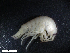  (Eusiroides - HA04_AMP_28_0110.49(ex_AMP_6)_UBGD.295307)  @11 [ ] CreativeCommons - Attribution Share-Alike (2024) Unspecified Universite de Bourgogne, Biogeosciences