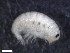  (Parawaldeckia - HA04_AMP_18_0133.8_UBGD.295403)  @11 [ ] CreativeCommons - Attribution Share-Alike (2024) Unspecified Universite de Bourgogne, Biogeosciences