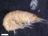  (Atyloella - HA04_AMP_27_0198.22_UBGD.295466)  @11 [ ] CreativeCommons - Attribution Share-Alike (2024) Unspecified Universite de Bourgogne, Biogeosciences