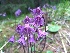  (Soldanella - SNMP58)  @11 [ ] CreativeCommons  Attribution Non-Commercial Share-Alike (2019) Ivona Kautmanova Slovak National Museum-Natural History Museum