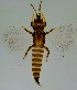  (Haplothrips sp - HAPLO)  @11 [ ] COPYRIGHT (2025) SAFNA M AND BERIN PATHROSE KERALA AGRICULTURAL UNIVERSITY