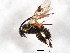  (Microgaster deductor - BIOUG01016-H09)  @14 [ ] CreativeCommons - Attribution (2011) CBG Photography Group Centre for Biodiversity Genomics