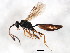  (Atractodes alpestris - BIOUG01016-H10)  @13 [ ] CreativeCommons - Attribution (2011) CBG Photography Group Centre for Biodiversity Genomics