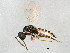  ( - BIOUG01017-D09)  @13 [ ] CreativeCommons - Attribution (2011) CBG Photography Group Centre for Biodiversity Genomics