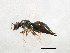  (Pteromalus pontaniae - BIOUG01017-F09)  @14 [ ] CreativeCommons - Attribution (2011) CBG Photography Group Centre for Biodiversity Genomics