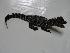  (Caiman latirostris - HARG-32)  @11 [ ] Unspecified (default): All Rights Reserved  Unspecified Unspecified