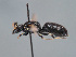  ( - HASARD-110)  @11 [ ] nrr (2024) Unspecified Romain Le Divelec