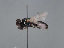  ( - HASARD-141)  @11 [ ] nrr (2024) Unspecified Romain Le Divelec
