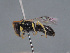  ( - HASARD-152)  @11 [ ] nrr (2024) Unspecified Romain Le Divelec